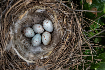 Obraz premium Wild bird nest with eggs in a natural environment. Top view
