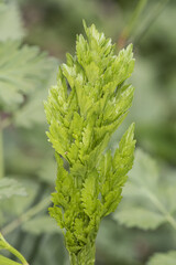 Oenanthe crocata Hemlock Water Dropwort Umbelliferae of small clustered white flowers and delicate lobed green leaves on blur green background