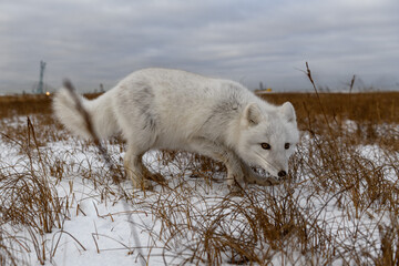 Obraz premium Arctic fox in winter time in Siberian tundra