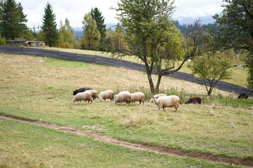 Obraz premium Flock of sheep grazing pasture at the foot of the Carpathian mountains
