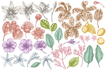 Vector set of hand drawn pastel laelia, feijoa flowers, glory bush, papilio torquatus, cinchona, cattleya aclandiae - obrazy, fototapety, plakaty