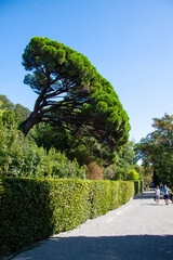 trees in the park