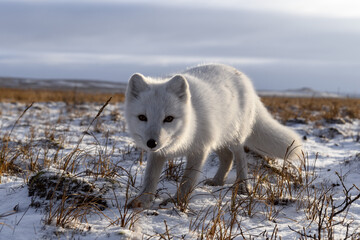 Obraz premium Arctic fox in winter time in Siberian tundra