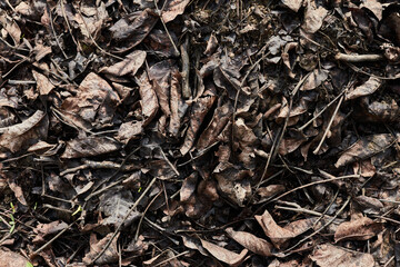 Dry leaves background. Dry leaves on the ground.