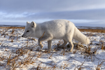 Obraz premium Arctic fox in winter time in Siberian tundra