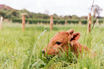 newborn calf lying in the field among the grasses. rural environment and industry. farm animals.
