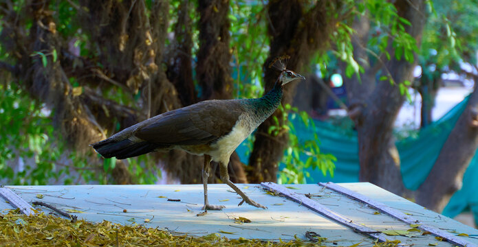pehen looking for food and walking down 