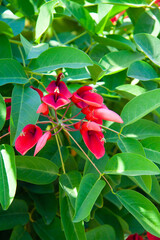 red rose on green background