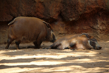 Fototapeta premium Couple of red river hogs (Potamochoerus porcus)