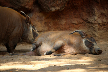 Fototapeta premium Couple of red river hogs (Potamochoerus porcus)