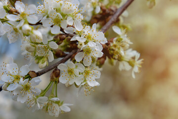 Flowering spring cherry tree close-up. Selective focus. Blossom of cherry branch.