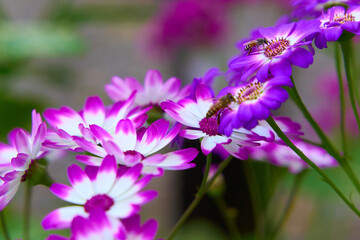 Fototapeta premium bee on flower