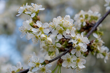 Flowering spring cherry tree close-up. Selective focus. Blossom of cherry branch.