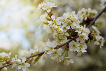 Fototapeta premium Flowering spring cherry tree close-up. Selective focus. Blossom of cherry branch.