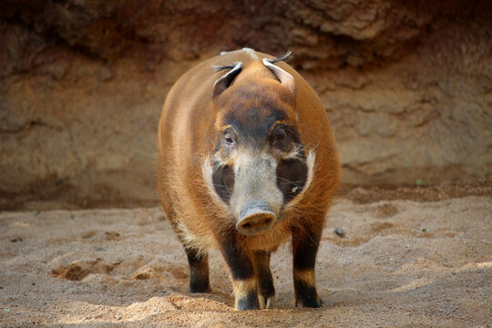 Red river hog (Potamochoerus porcus), also know as bushpig