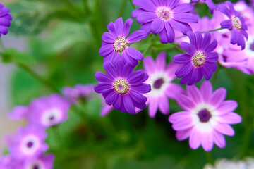 Fototapeta premium flowers in the garden