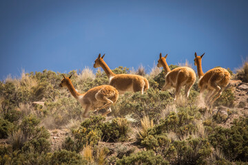 Vilacota Maure National Park, Tacna - Peru