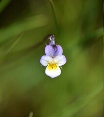 Viola kitaibeliana flower on green anchor. Sunny spring day. Munilla, La Rioja, España.