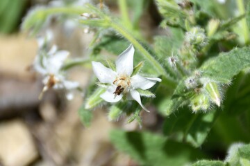 White flower of Borago officinalis. Located next to an orchard in Munilla, La Rioja, Spain. Sunny spring day.