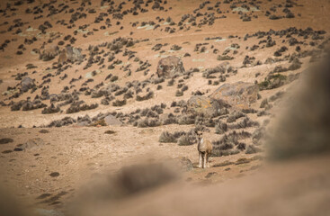 Vilacota Maure National Park, Tacna - Peru