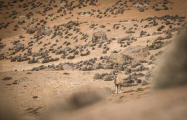 Vilacota Maure National Park, Tacna - Peru