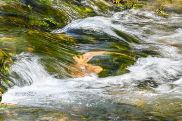 Fototapeta premium Feeling Ducky