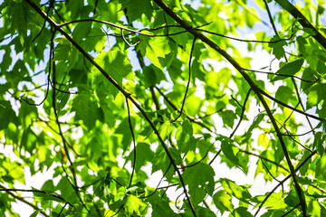 Obraz premium Feeling Ducky