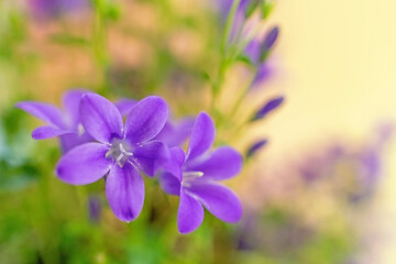 Small group of blue bellflowers in row  closeup. Horizontally. 