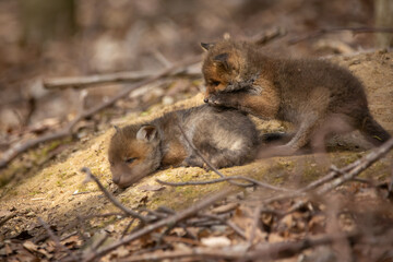 Junge Fuchswelpen am Bau