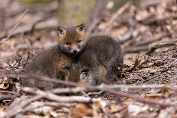Junge Fuchswelpen am Bau