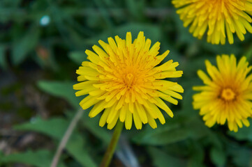 Yellow dandelions on the grass