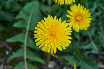 Yellow dandelions in the garden