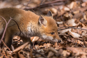 Junge Fuchswelpen am Bau