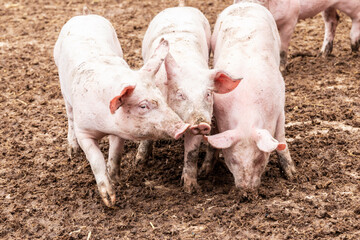 Drei junge Schweine