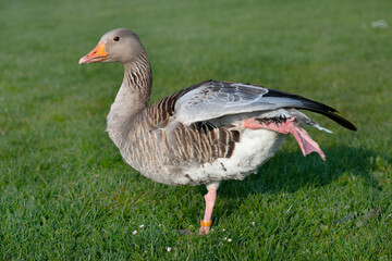 A small gray goose stands on one leg in the green meadow and spreads one wing outward
