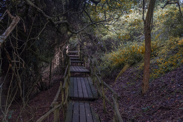 Fototapeta premium Beautiful wooden walkway in the middle of Forest
