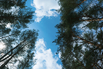 View from the forest up, you can see the tops of pine trees and the blue sky with white clouds