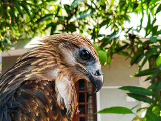 bird of prey