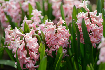 Hyacinth variety Anna Marie blooms in a garden.