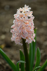 Hyacinth variety Odysseus blooms in a garden.