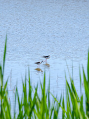 Black-winged lapwings on stilt legs search for food in shallow water on a sunny day against the backdrop of green grass. Bird life in the wild.