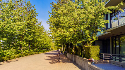 Quiet, tree-lined street in UniverCity Highlands residential community on Burnaby Mountain
