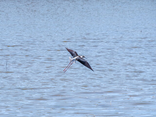 Fototapeta na wymiar A black-winged lapwing with long legs flies over the water on a sunny day. Bird life in the wild.