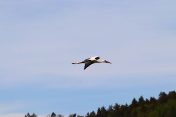 Weissstorch im Flug, Germany