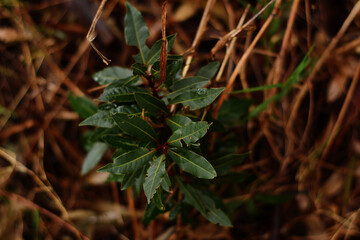laurel crece en bosque suelo seco