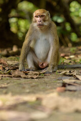 Naklejka na ściany i meble Monkey in the Taman Wisata Alam Pangandaran in Java, Indonesia