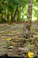 Monkey in the Taman Wisata Alam Pangandaran in Java, Indonesia