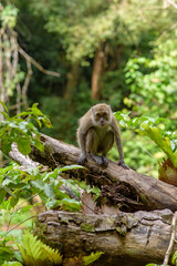 Monkey in the Taman Wisata Alam Pangandaran in Java, Indonesia