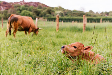newborn calf lying in the field near its mother. cattle raising. farm animals