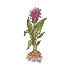 Whole blooming turmeric or curcuma plant engraving vector illustration isolated.